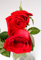 Roses Feb 18, 2010
